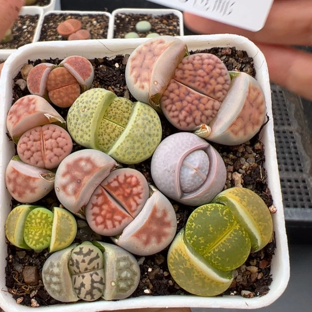 1.27好看的多肉906