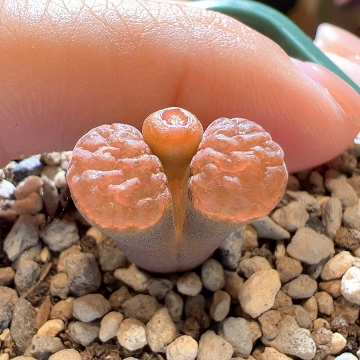 141。优选青蛙3年1808.4火麒麟蛋糕