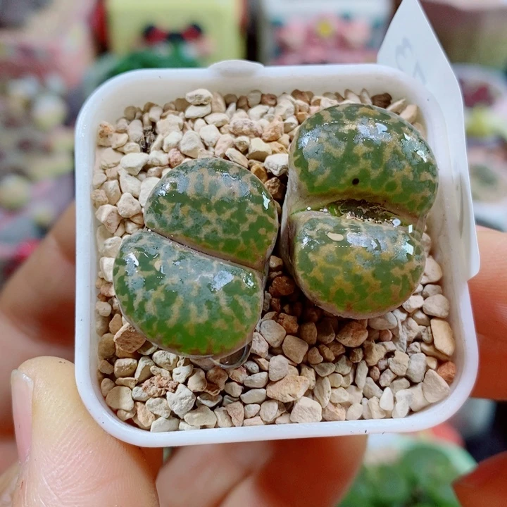 生石花花花花花花花花273