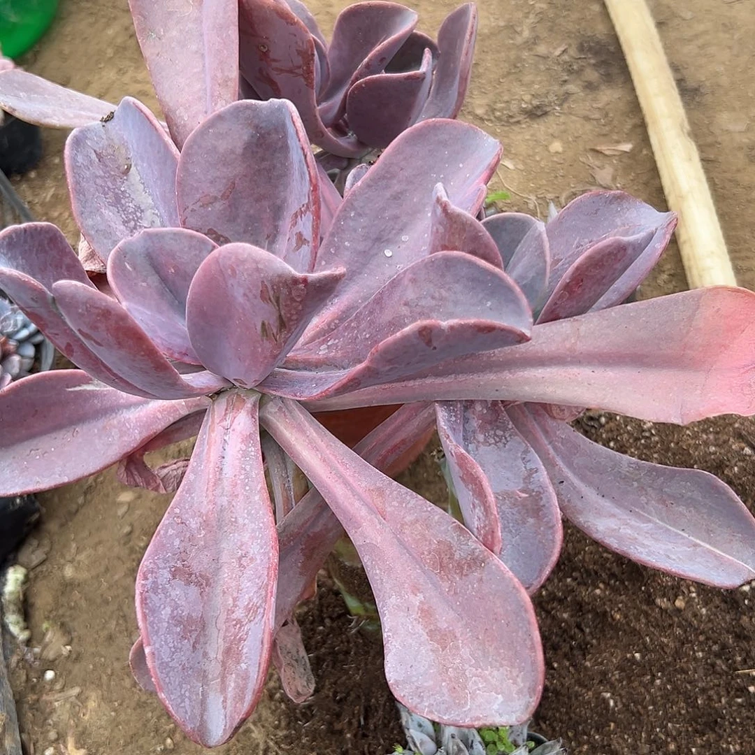 多肉植物多肉植物