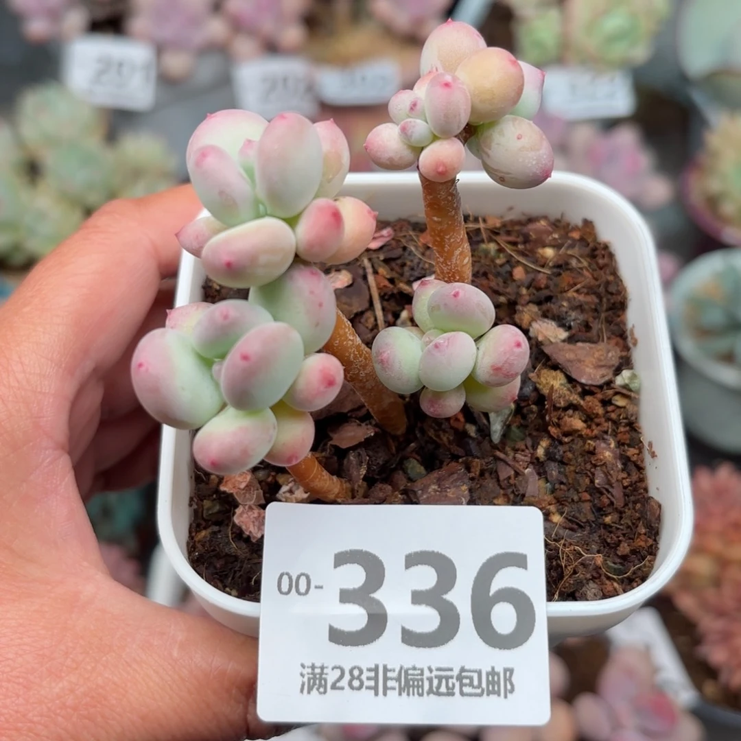 苹果奶老桩多肉多肉