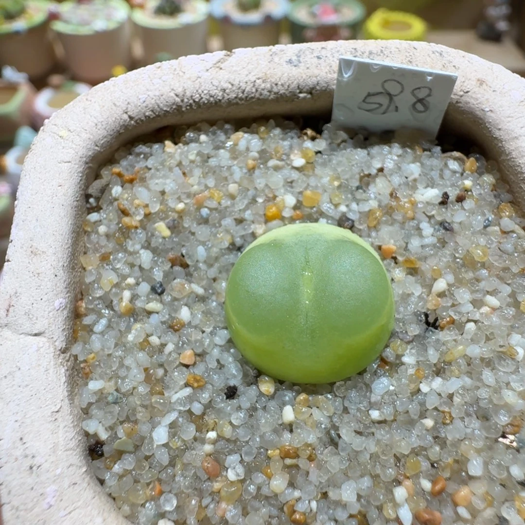 蘑菇1134拉登多肉植物