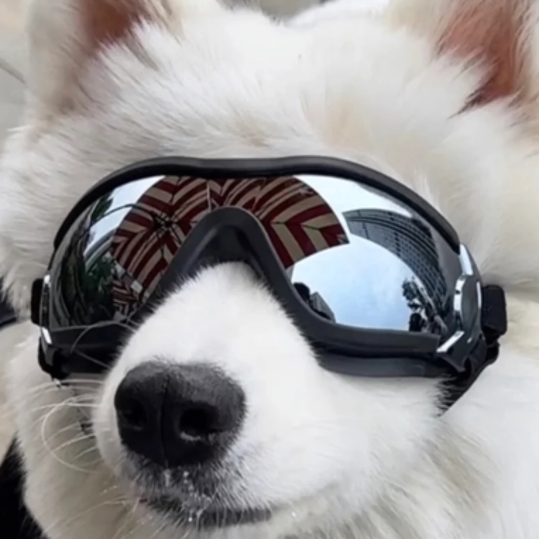 缅因泰迪比熊柯基边牧新宠物狗狗猫咪护目镜防风防紫外线遮阳墨镜