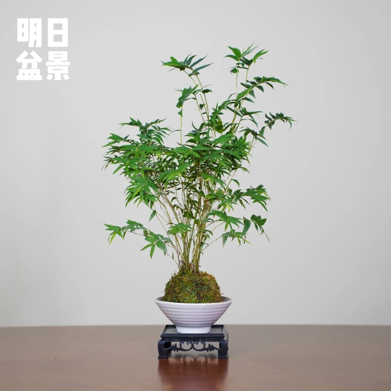 米竹凤尾竹丛林款小巧精致室内绿植书桌茶桌玄关摆放四季常青水培