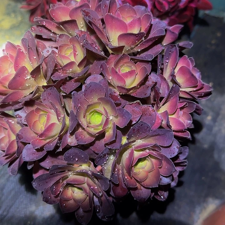 精品魅金玫瑰绣球朵朵亏本福利