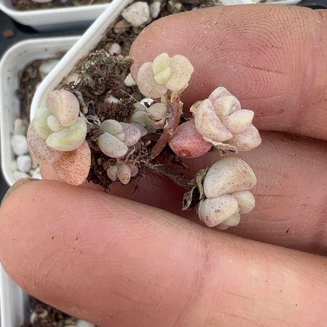 小卡拉米糖心一物一拍不包整