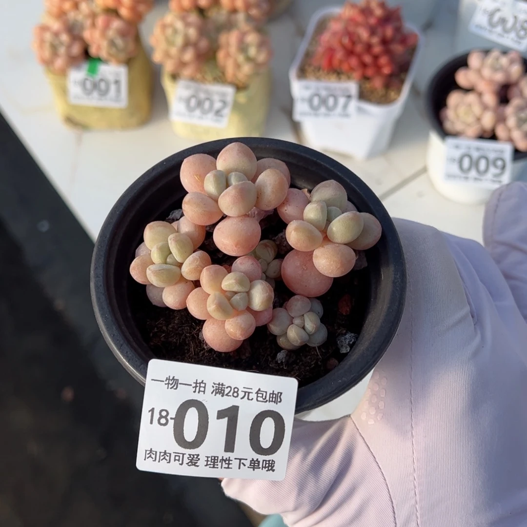 萤火虫奶多肉多多肉多肉