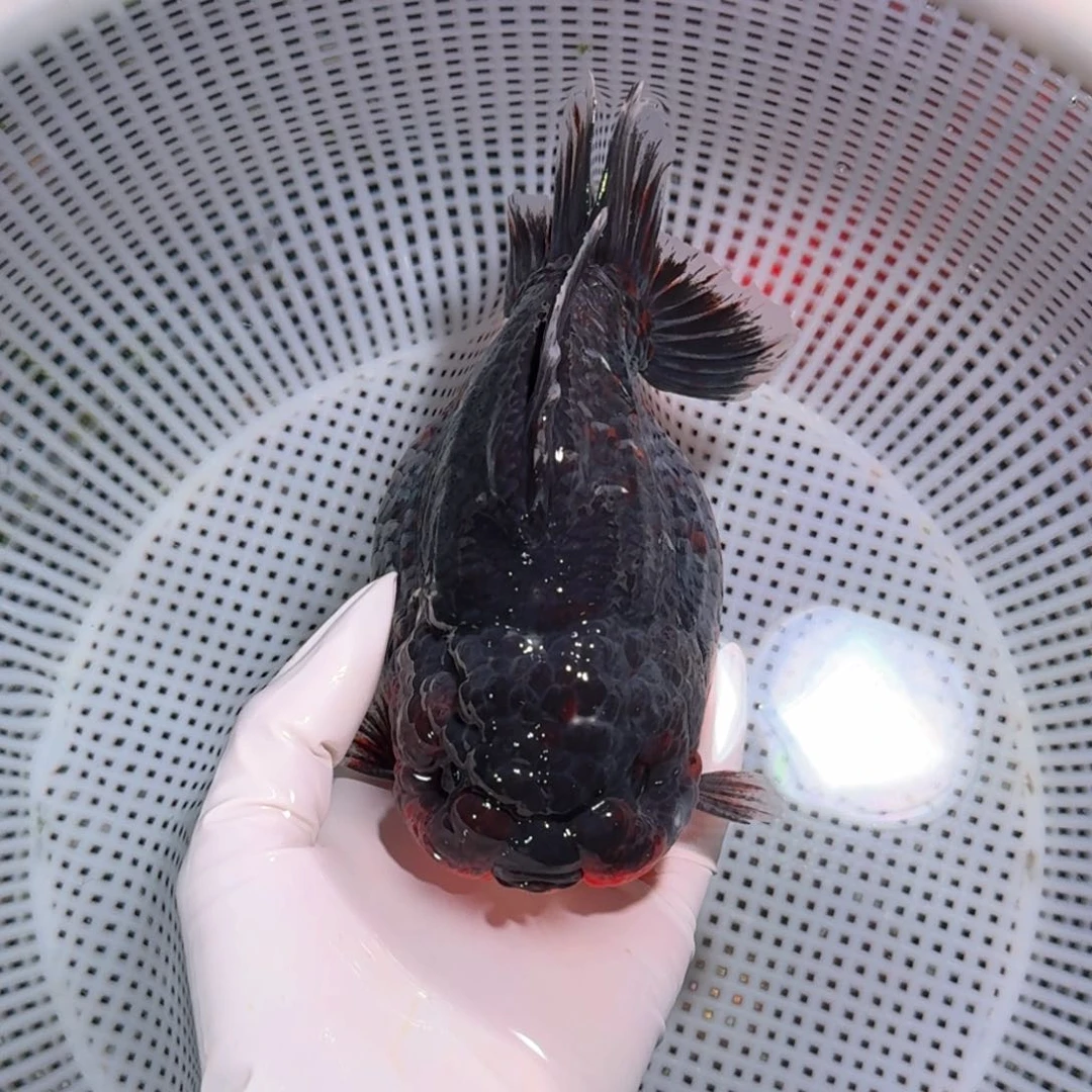 金鱼类不分公母16