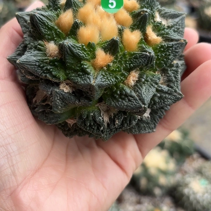 袖蒲苗接落地仙人球5