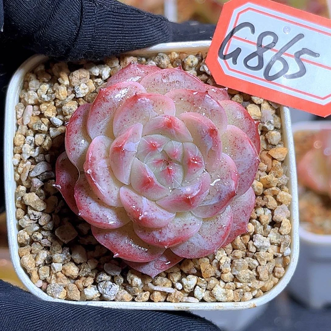 G865  新品珍妮多肉18包邮