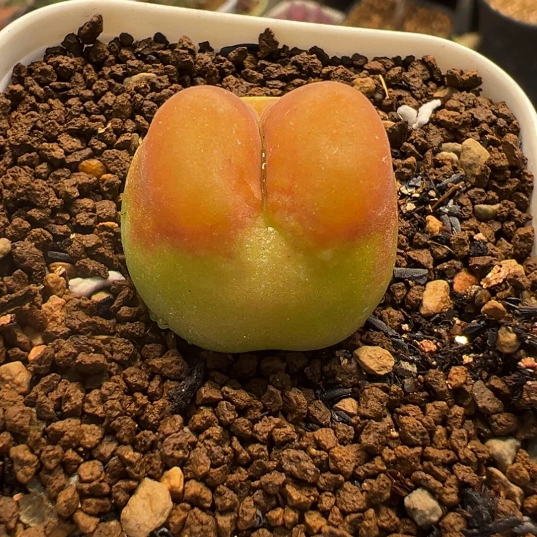 752多肉植物种类多样