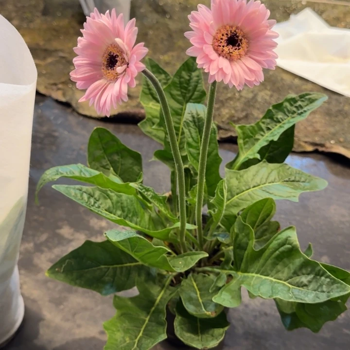 一加仑软盆非洲菊/珍爱