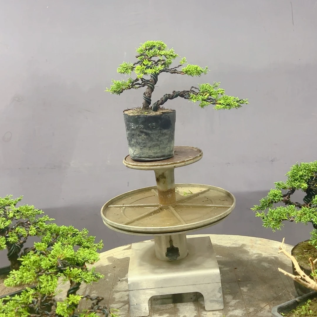 大***魏无花朵原生宫板系鱼川