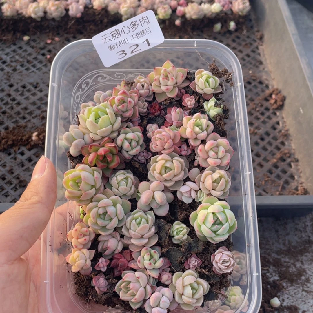 云糖心多肉植物321