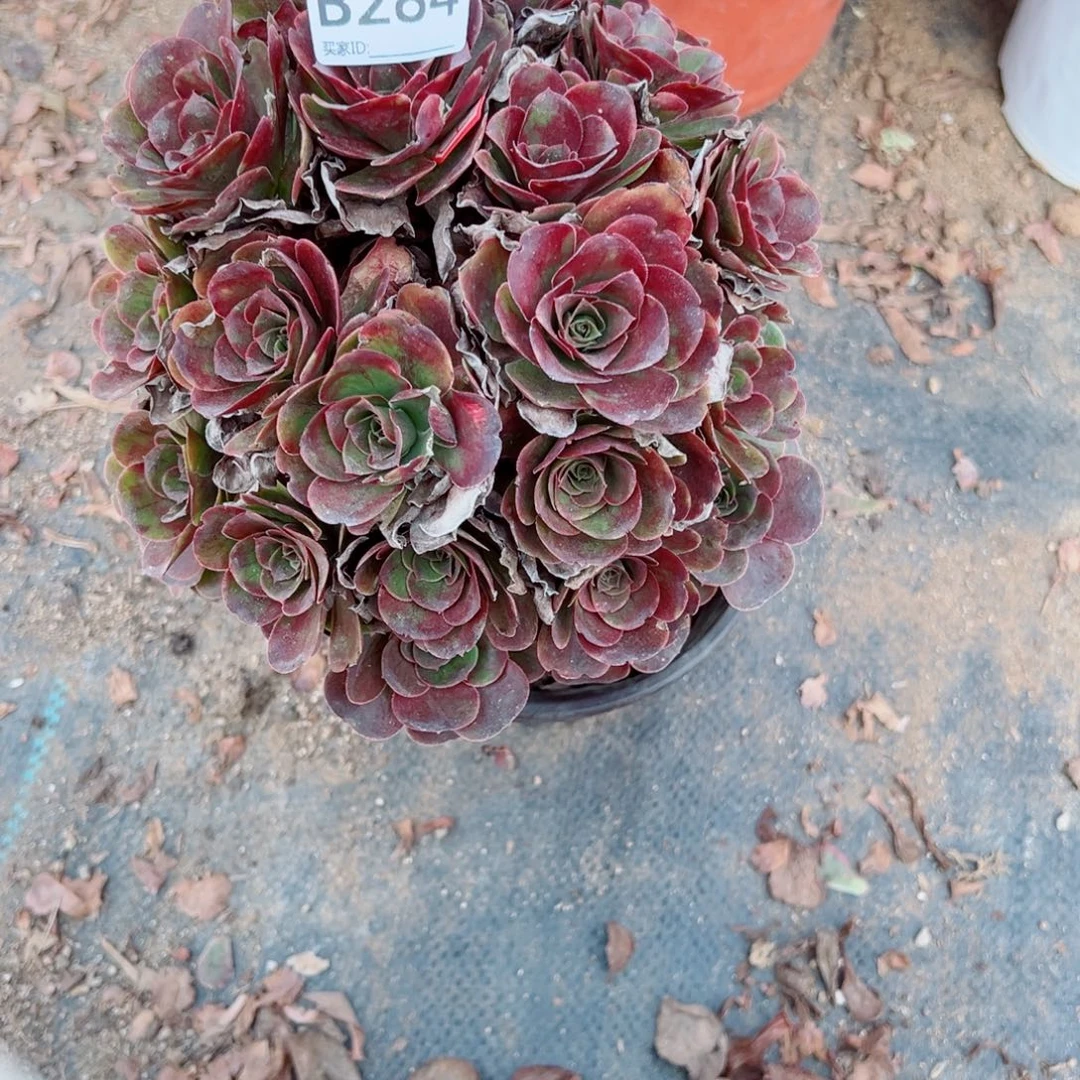284玫金玫瑰多肉植物法师多肉