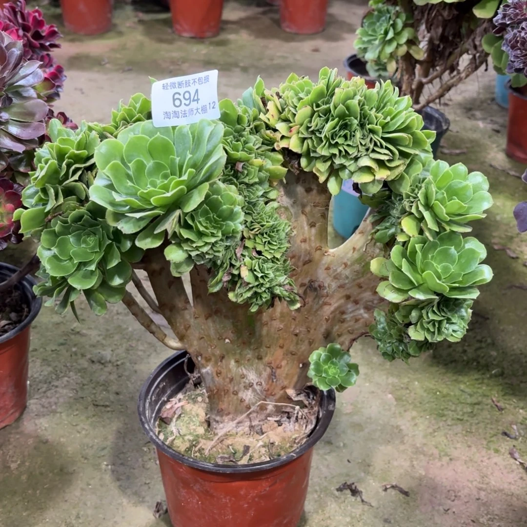 694绿羊绒缀化多肉植物