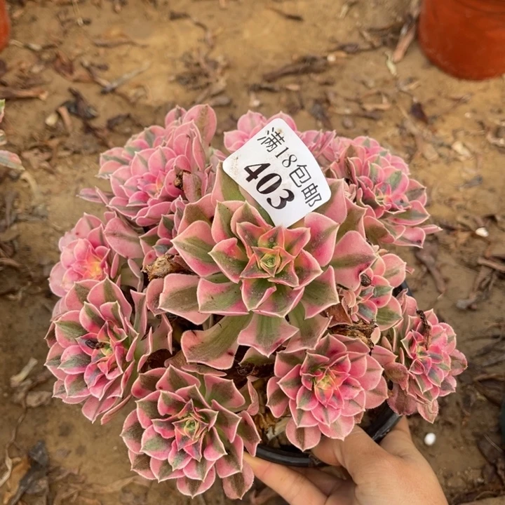 403粉女巫妖桩1号