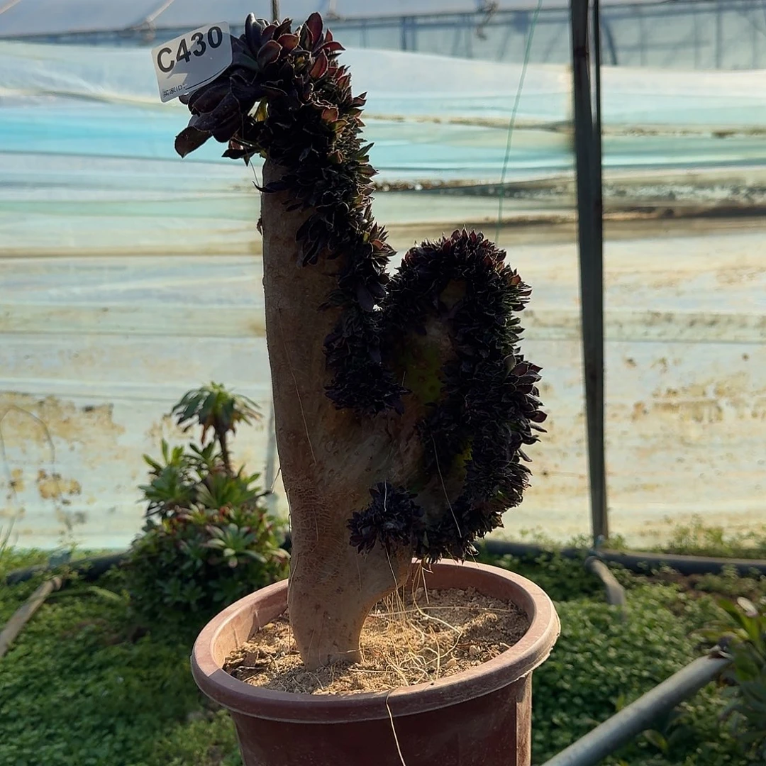 430黑法师一颗呀呀呀