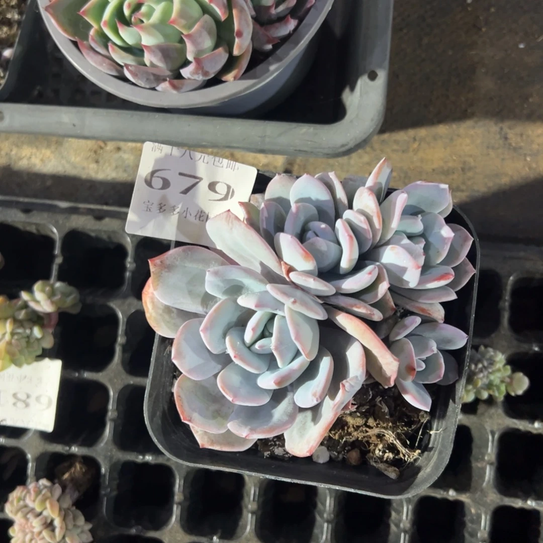 679号四头韩版奶茶到手1颗