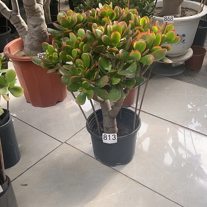 彩玉树花月独杆老桩