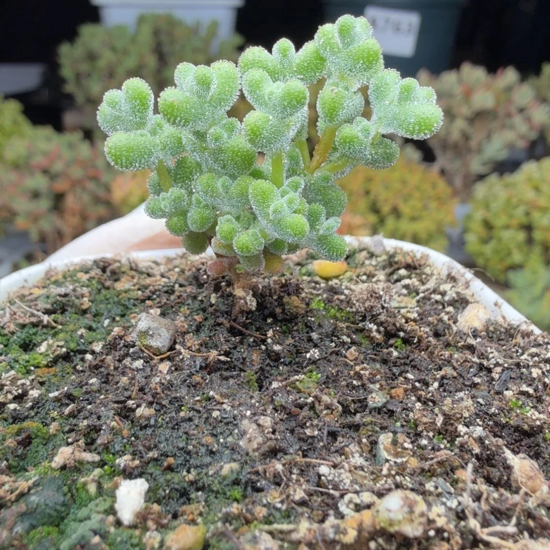 A837超级莱斯枝干