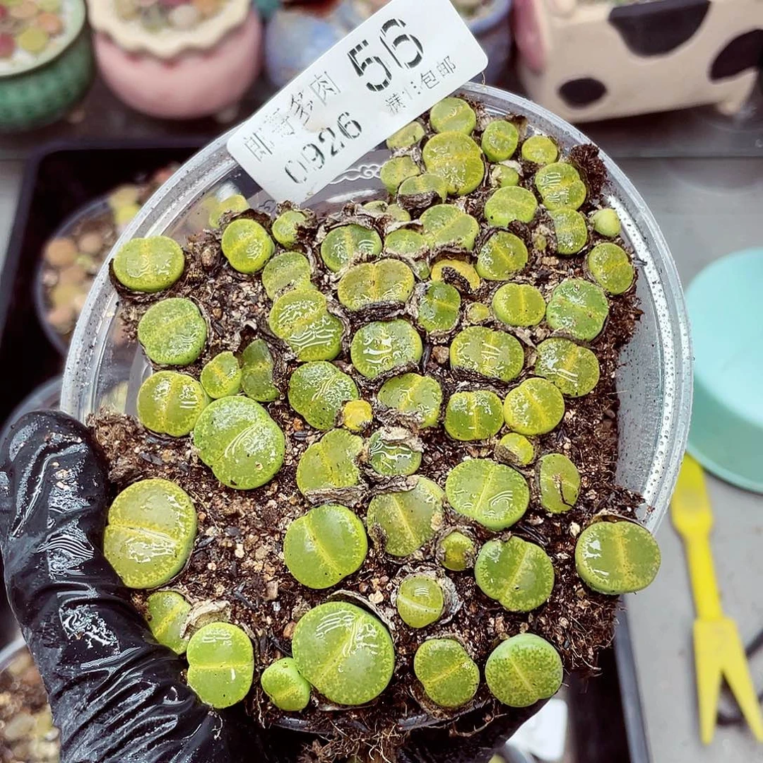 生石花满18包邮0926-56