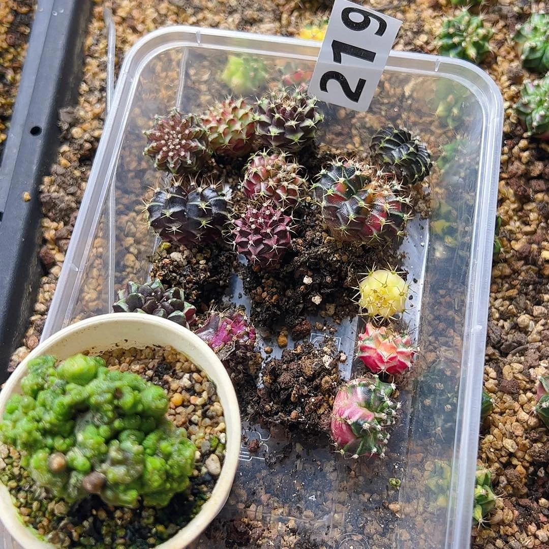 焱****当前无花栽培后可以开花219