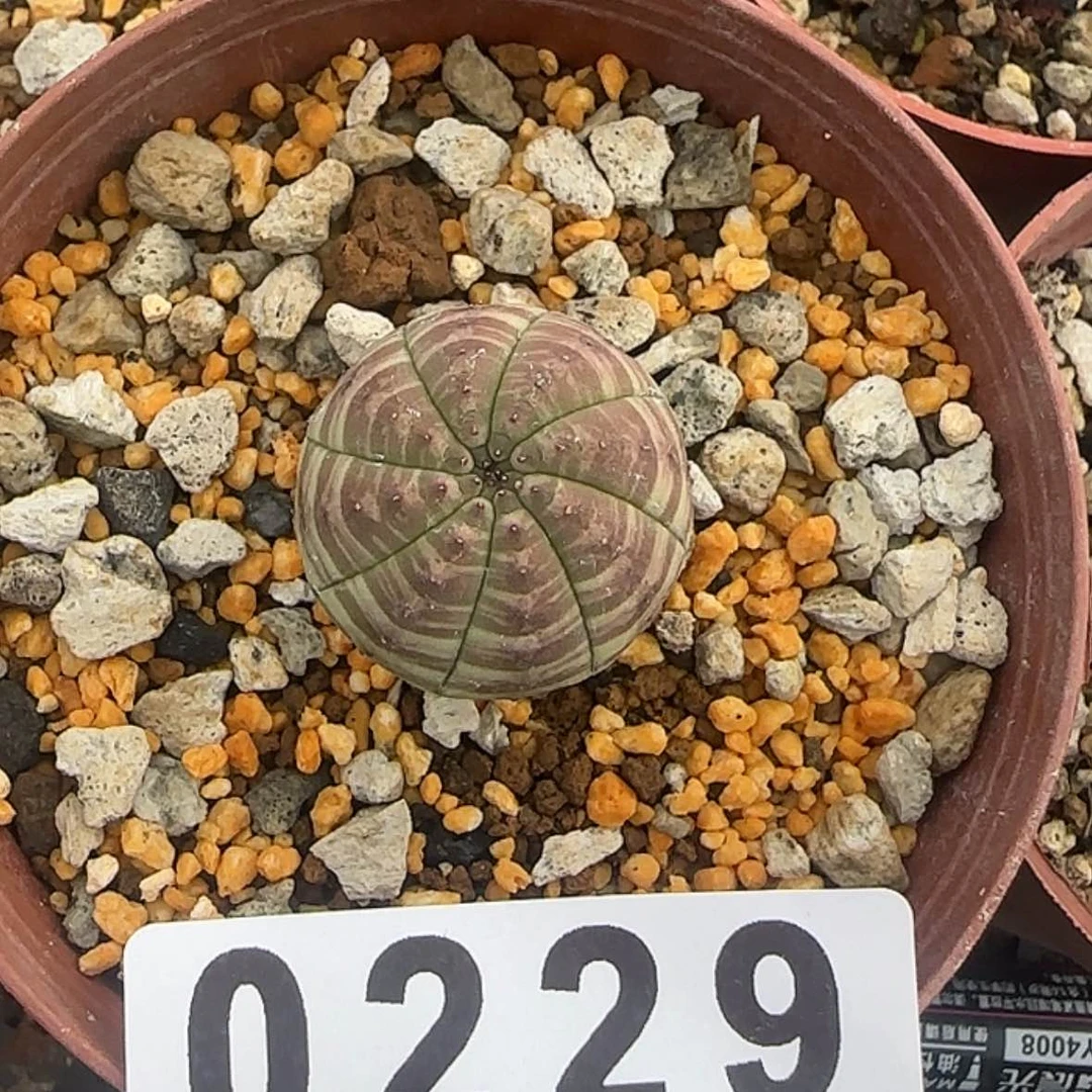 【闪购商品】炮*块根植物