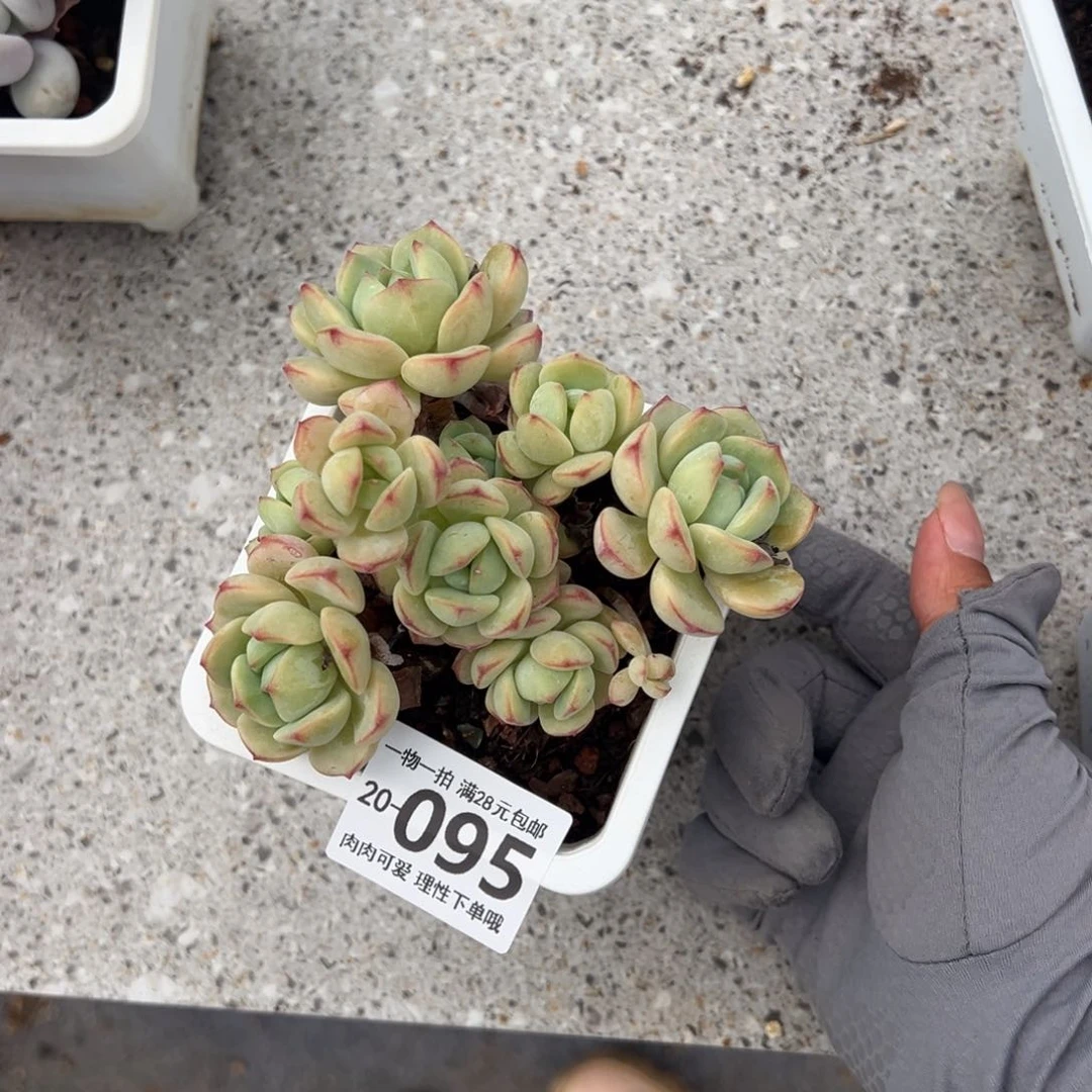 白底香草老桩多肉多肉多肉多肉