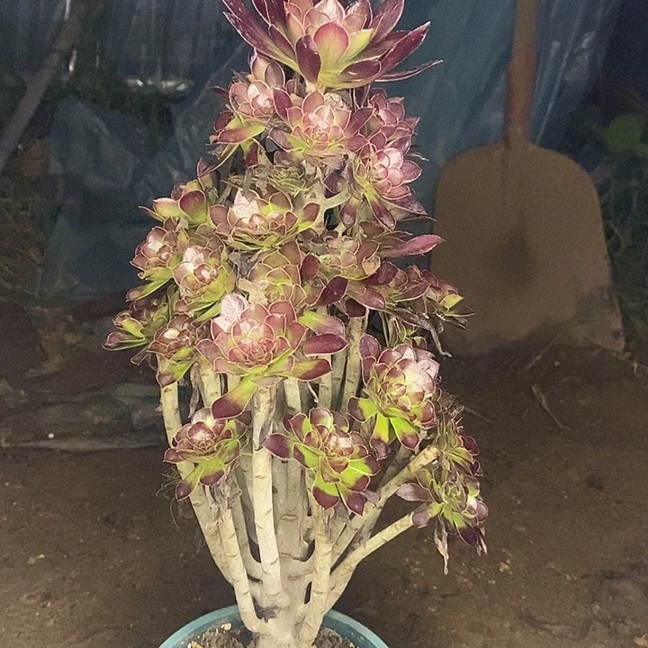 黑法多肉植物075