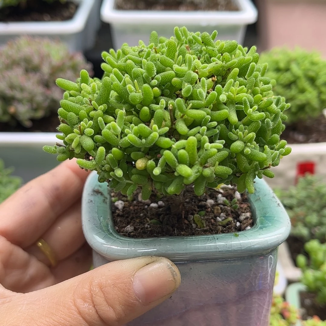 47蜜桔带盆优选枝干