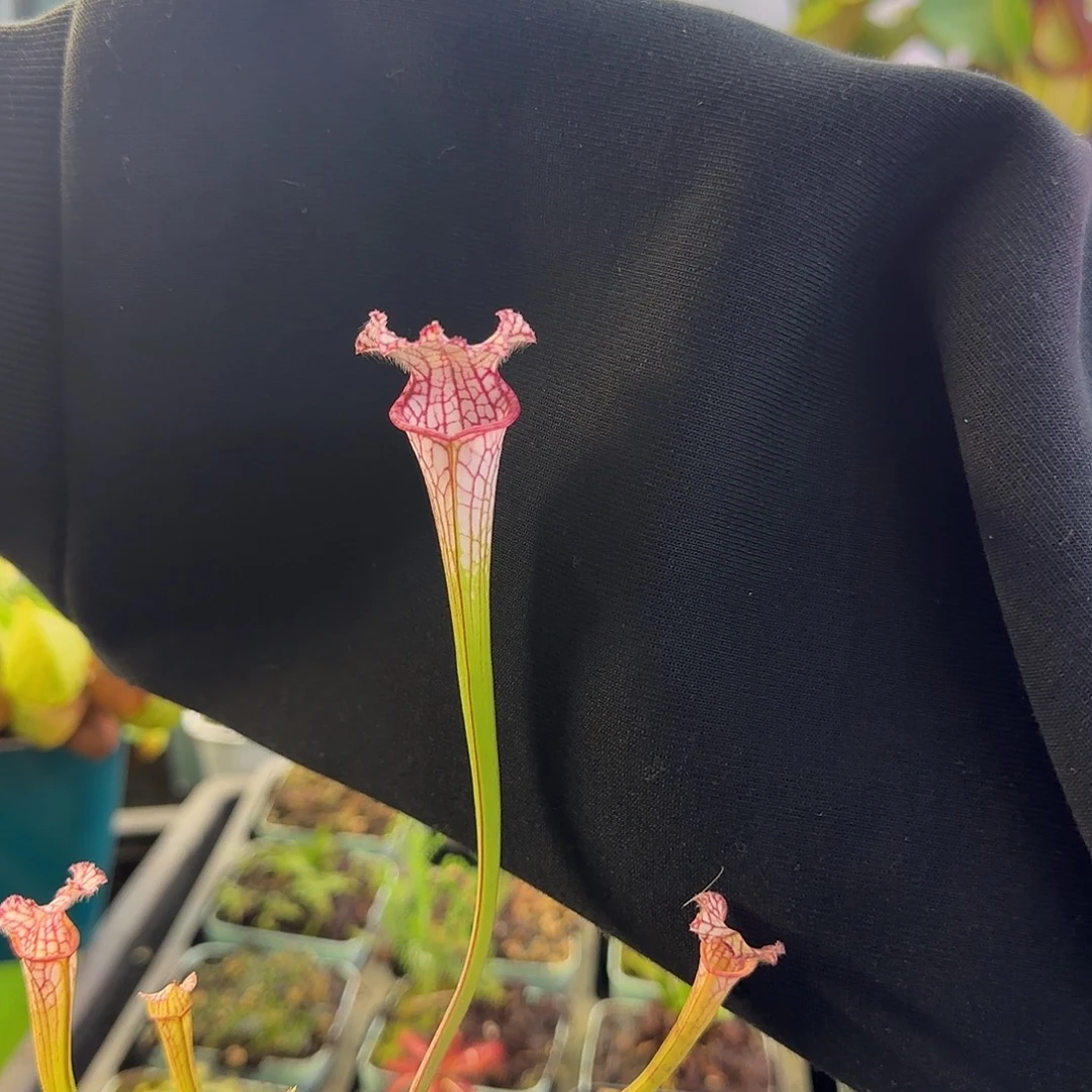 无花朵樱落瓶子草