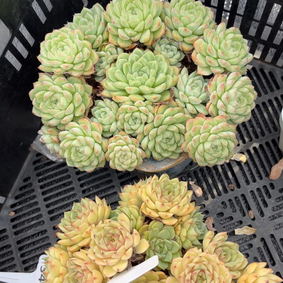 多肉植物3300、3293