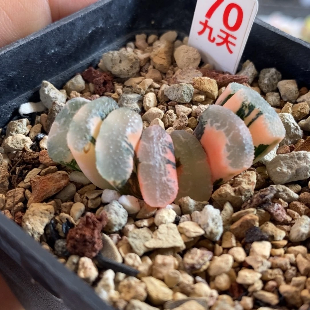 70号浮藻玉扇锦多肉植物