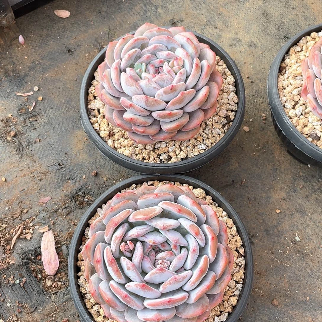 ?****多肉植物多肉植物