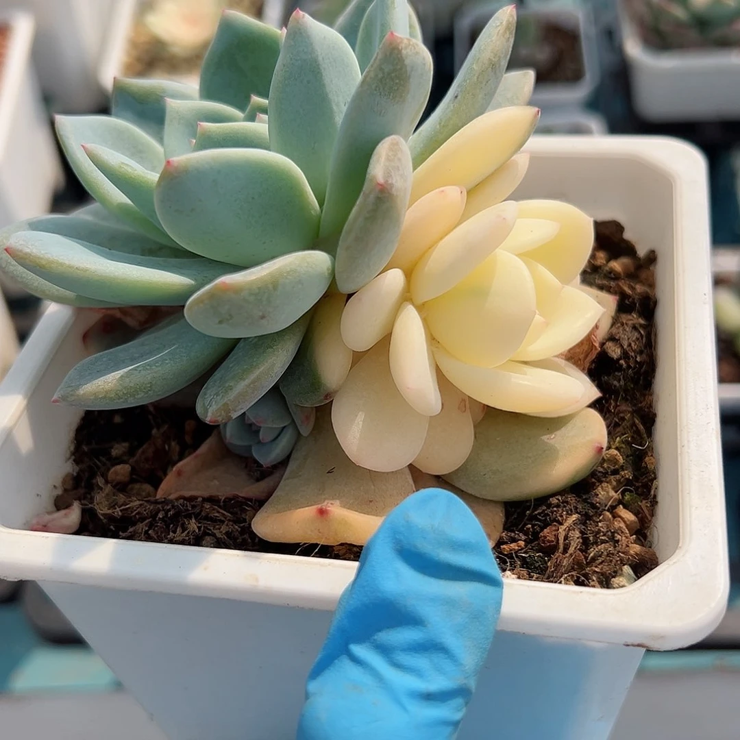 橙梦露锦底座，两原始头加全锦头