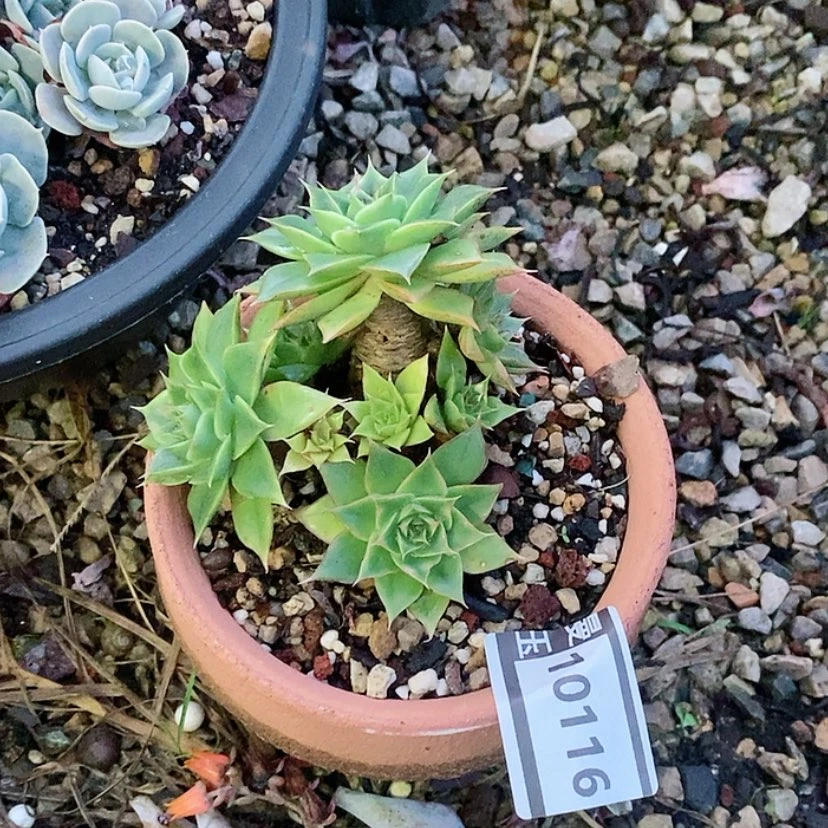 【闪购商品】哈****好皮皮虾杂10116