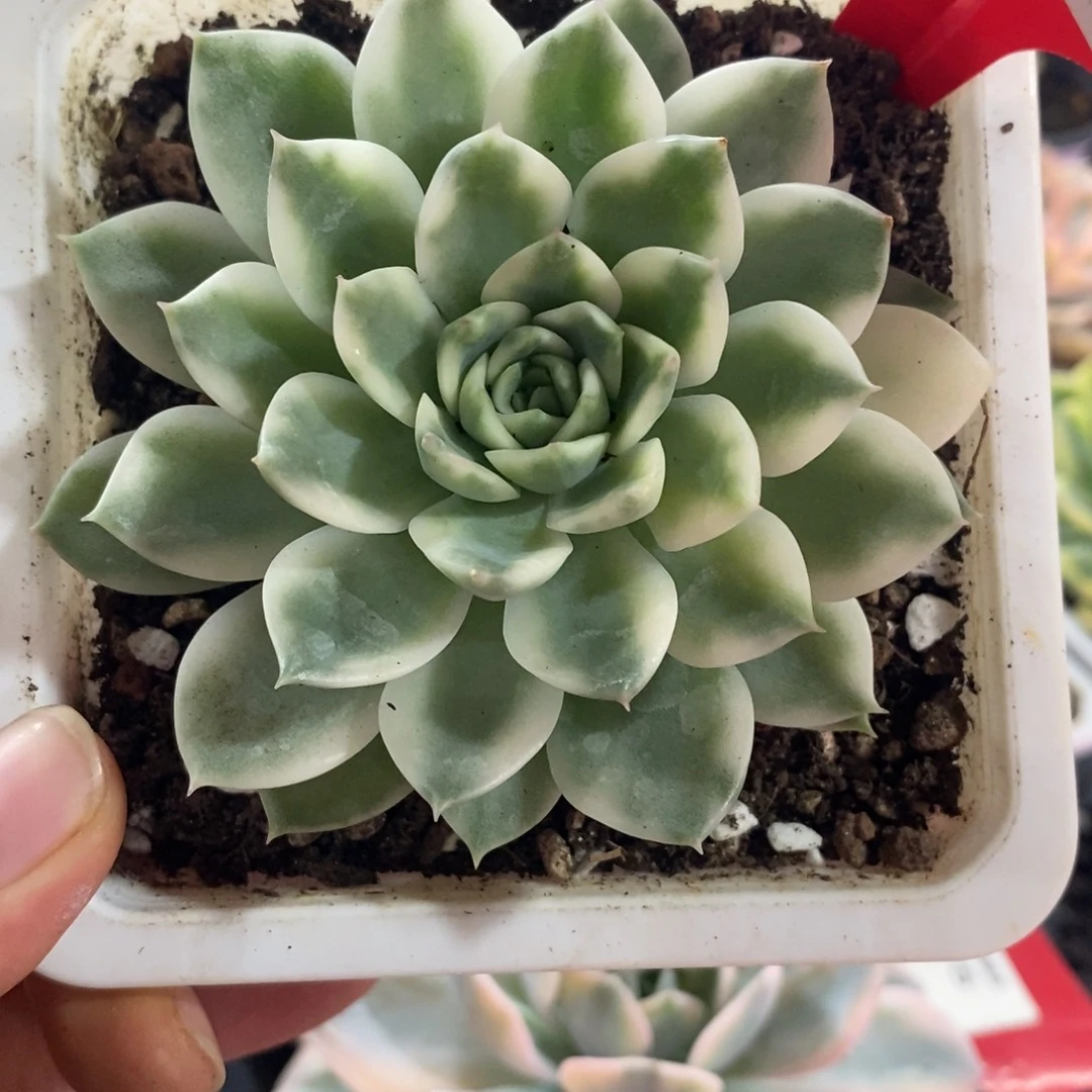 冰岛长茶锦多肉植物