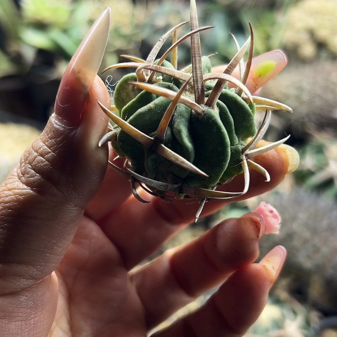 龙剑有根仙人球666666