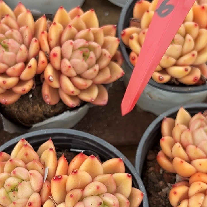 团079   双头   星空珍妮