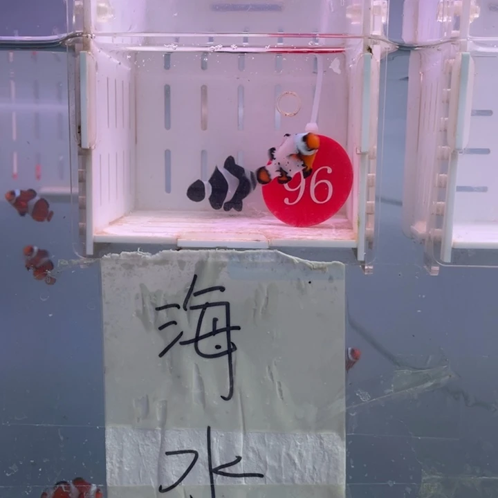 海水鱼精品喷点奥黑2条3-4