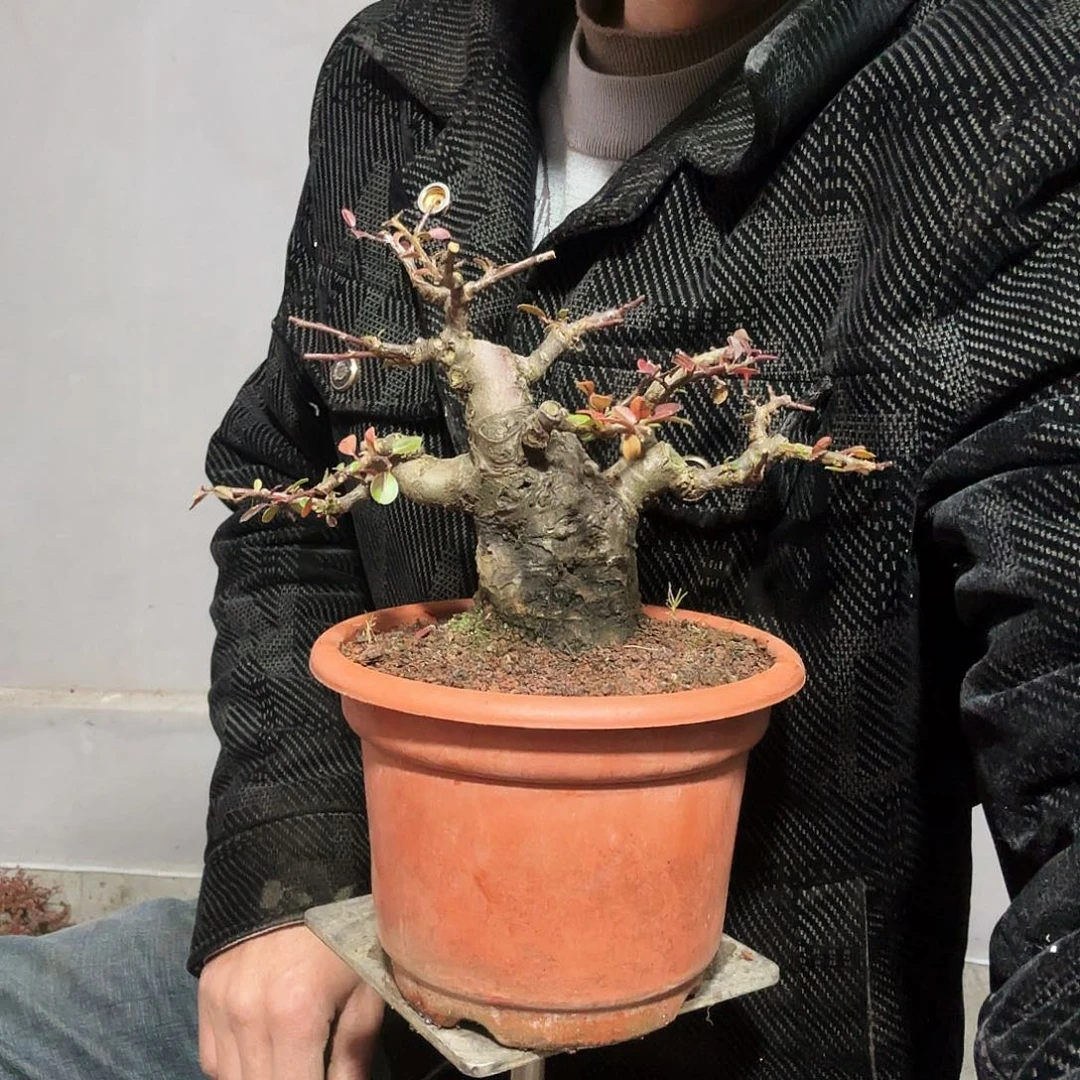 *****云南昭通红花平枝栒子