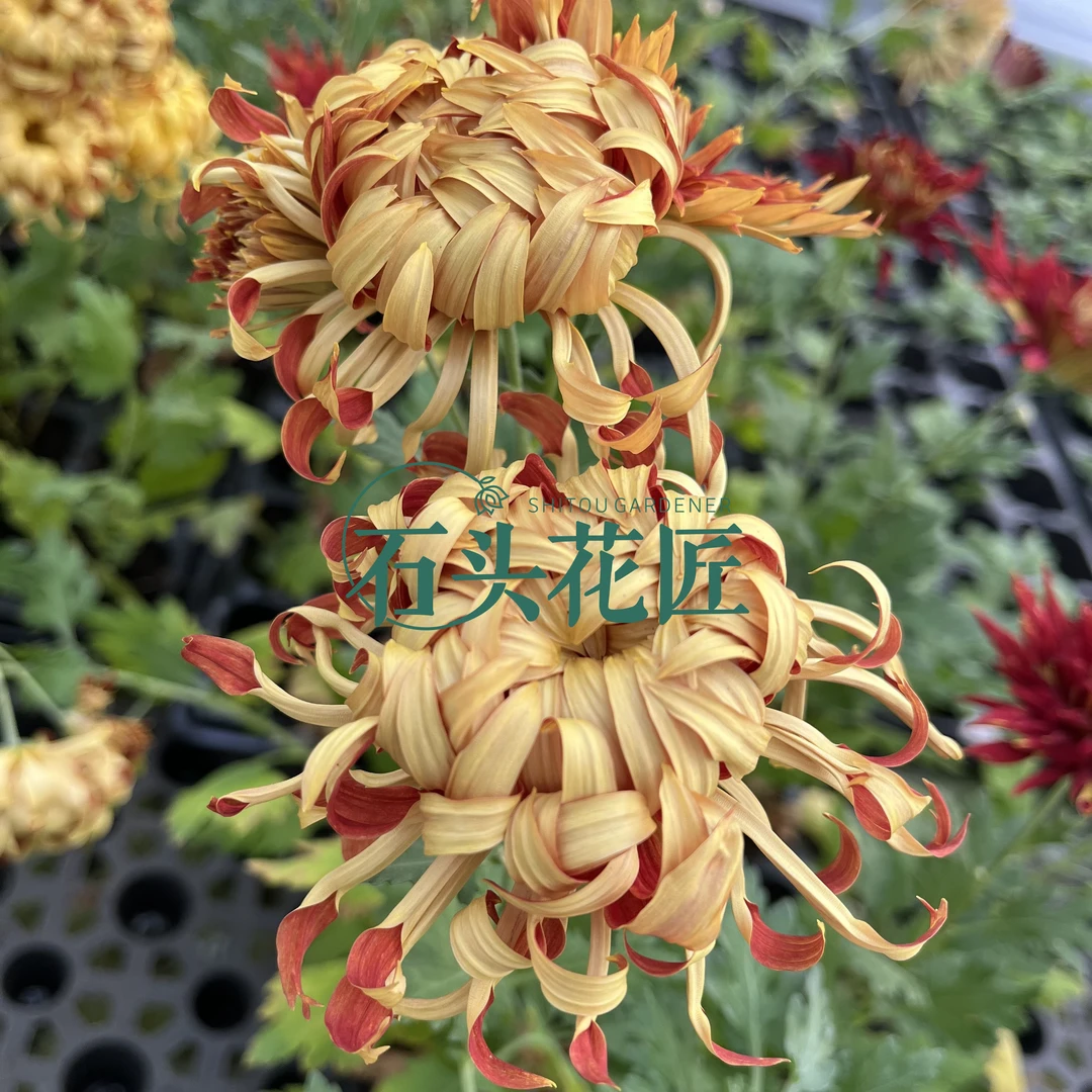 石头花匠 江户菊 4个品种（新品）多年生宿根菊花苗
