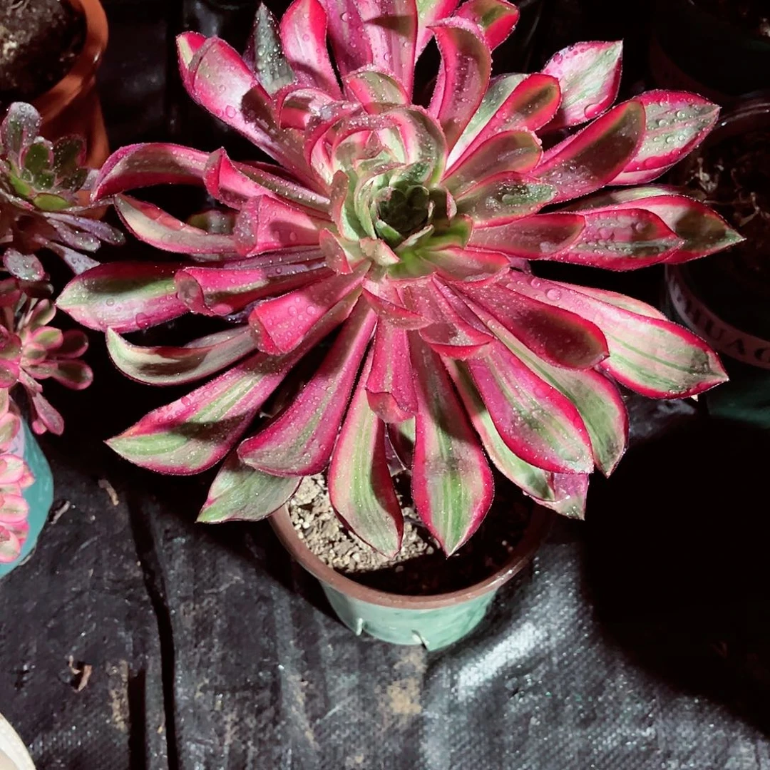 法师多肉植物漂亮漂亮