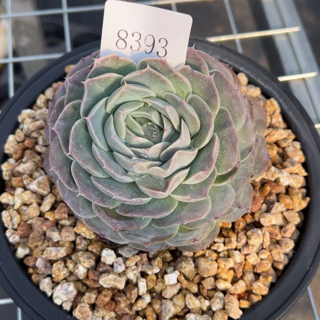 8393多肉多多多多