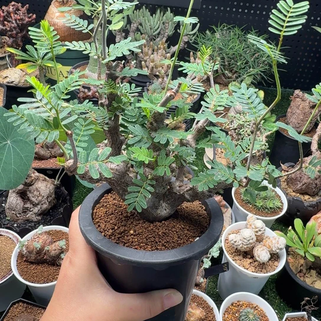 念珠沙漠苏木556仙人掌
