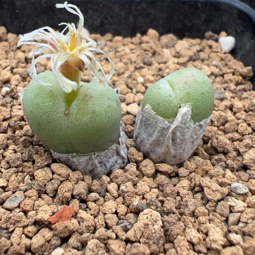 11-119肉锥多肉植物