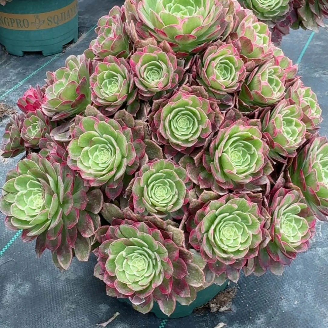 639万菜灯多肉植物