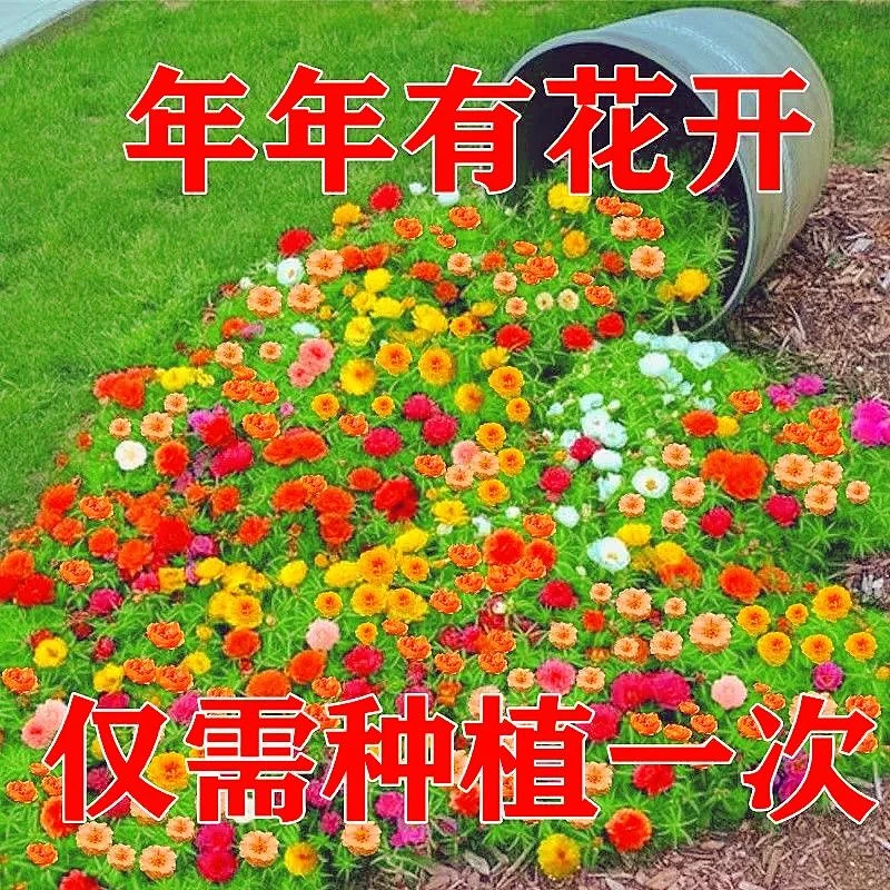 四季种植重瓣太阳花种子易活庭院花园网红花籽四季种植半蔬菜种子