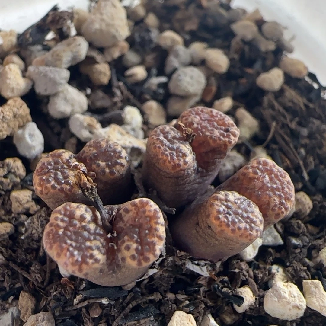 0498/四头莉莉安勋章/